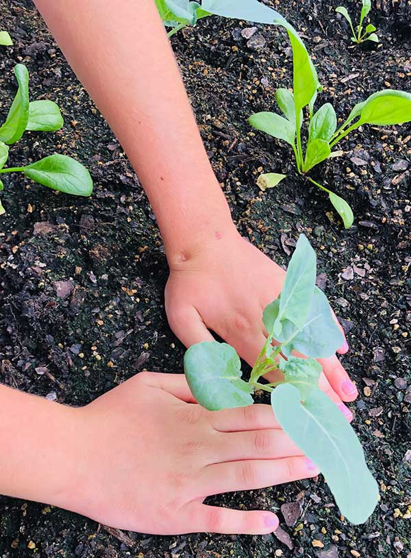 A child's hand planting a seeding
