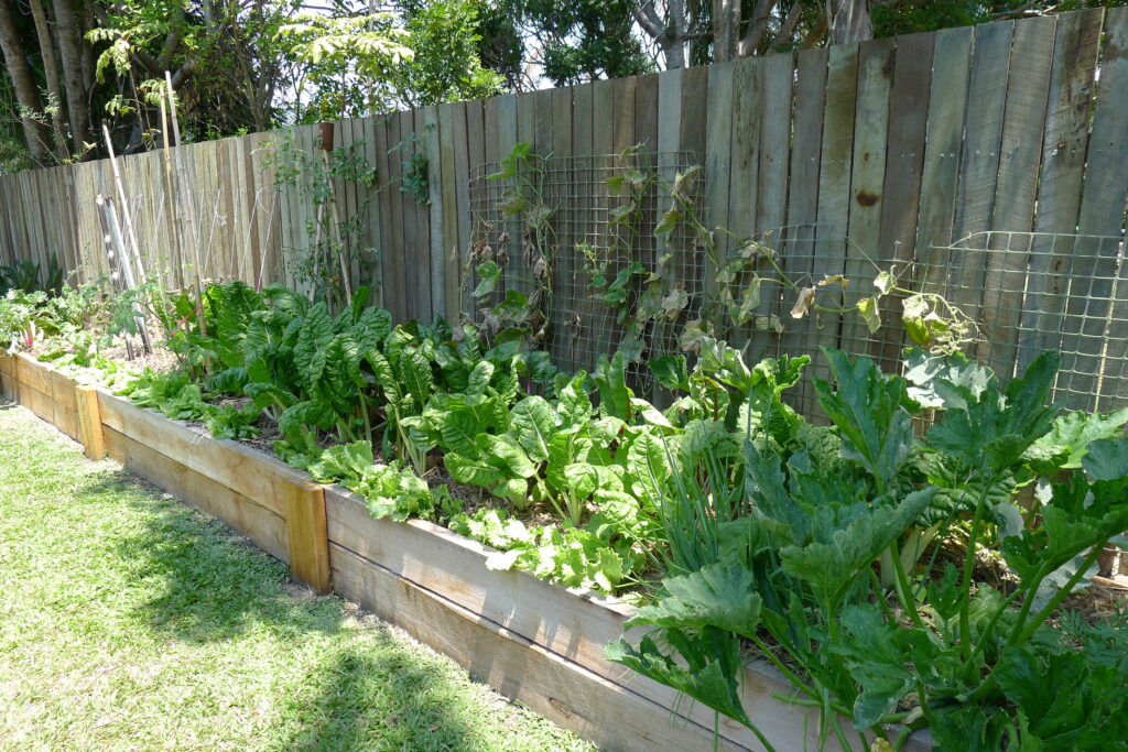 School kitchen garden