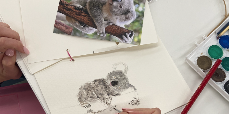 art drawing koala HM