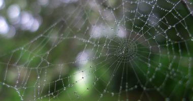biodiv spider web