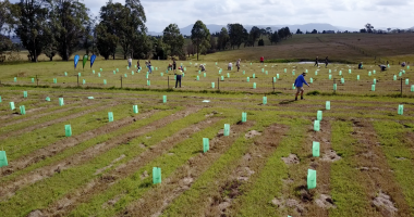 Schools Tree Planting Day